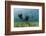 Californian Sea Lions, Zalophus Californianus, San Benito Island, Mexico-Reinhard Dirscherl-Framed Photographic Print