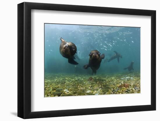 Californian Sea Lions, Zalophus Californianus, San Benito Island, Mexico-Reinhard Dirscherl-Framed Photographic Print