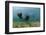 Californian Sea Lions, Zalophus Californianus, San Benito Island, Mexico-Reinhard Dirscherl-Framed Photographic Print