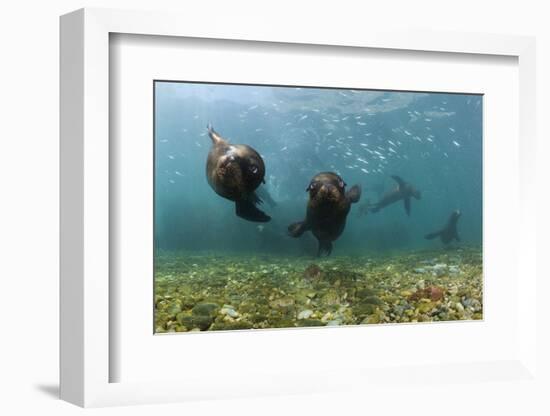 Californian Sea Lions, Zalophus Californianus, San Benito Island, Mexico-Reinhard Dirscherl-Framed Photographic Print