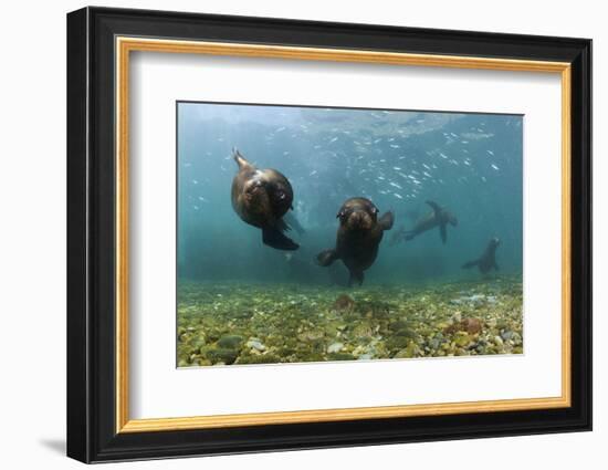 Californian Sea Lions, Zalophus Californianus, San Benito Island, Mexico-Reinhard Dirscherl-Framed Photographic Print