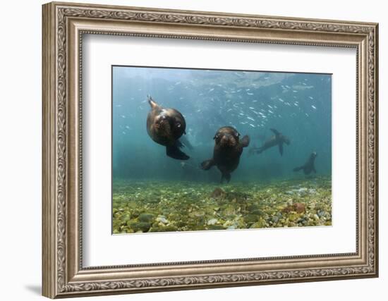 Californian Sea Lions, Zalophus Californianus, San Benito Island, Mexico-Reinhard Dirscherl-Framed Premium Photographic Print