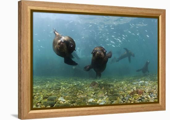 Californian Sea Lions, Zalophus Californianus, San Benito Island, Mexico-Reinhard Dirscherl-Framed Premier Image Canvas