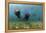 Californian Sea Lions, Zalophus Californianus, San Benito Island, Mexico-Reinhard Dirscherl-Framed Premier Image Canvas