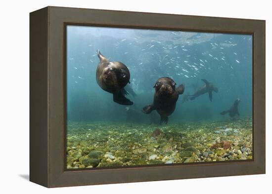 Californian Sea Lions, Zalophus Californianus, San Benito Island, Mexico-Reinhard Dirscherl-Framed Premier Image Canvas