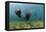 Californian Sea Lions, Zalophus Californianus, San Benito Island, Mexico-Reinhard Dirscherl-Framed Premier Image Canvas