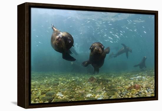 Californian Sea Lions, Zalophus Californianus, San Benito Island, Mexico-Reinhard Dirscherl-Framed Premier Image Canvas