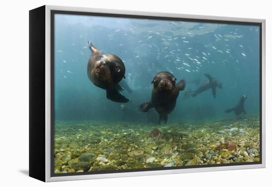Californian Sea Lions, Zalophus Californianus, San Benito Island, Mexico-Reinhard Dirscherl-Framed Premier Image Canvas