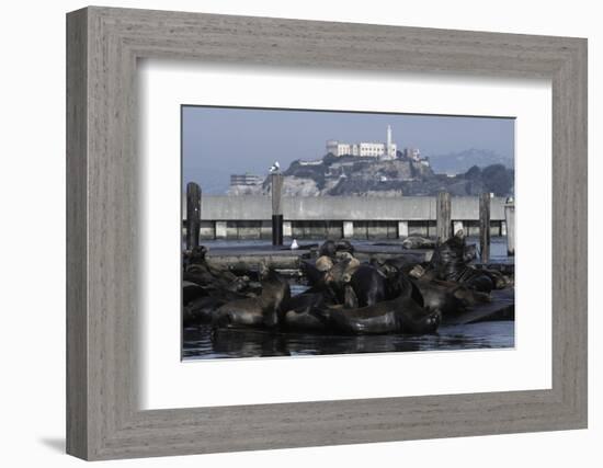 Californian Sealions (Zalophus Californianus) with Alcatraz in Background-Suzi Eszterhas-Framed Photographic Print