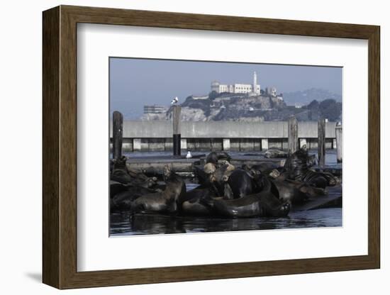 Californian Sealions (Zalophus Californianus) with Alcatraz in Background-Suzi Eszterhas-Framed Photographic Print