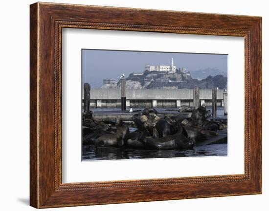 Californian Sealions (Zalophus Californianus) with Alcatraz in Background-Suzi Eszterhas-Framed Photographic Print