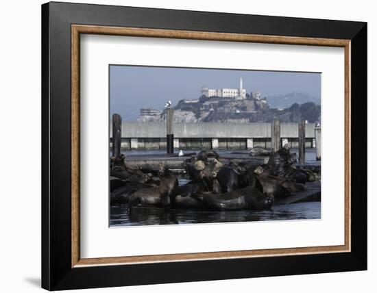 Californian Sealions (Zalophus Californianus) with Alcatraz in Background-Suzi Eszterhas-Framed Photographic Print