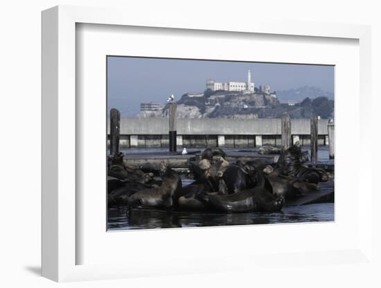 Californian Sealions (Zalophus Californianus) with Alcatraz in Background-Suzi Eszterhas-Framed Photographic Print