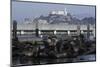 Californian Sealions (Zalophus Californianus) with Alcatraz in Background-Suzi Eszterhas-Mounted Photographic Print