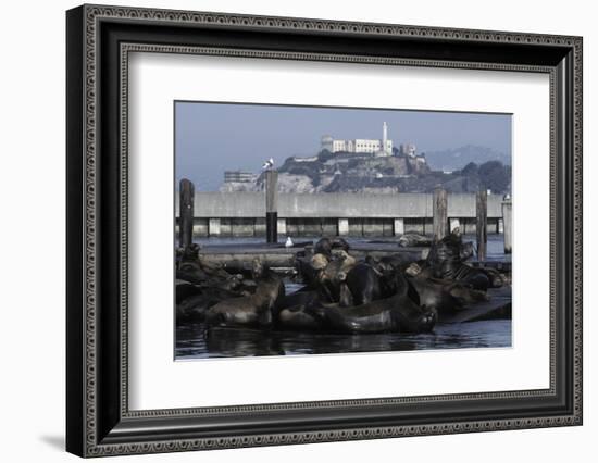 Californian Sealions (Zalophus Californianus) with Alcatraz in Background-Suzi Eszterhas-Framed Photographic Print