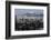 Californian Sealions (Zalophus Californianus) with Alcatraz in Background-Suzi Eszterhas-Framed Photographic Print