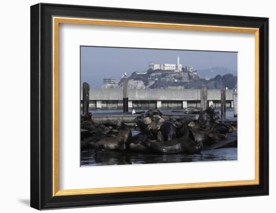 Californian Sealions (Zalophus Californianus) with Alcatraz in Background-Suzi Eszterhas-Framed Photographic Print