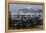 Californian Sealions (Zalophus Californianus) with Alcatraz in Background-Suzi Eszterhas-Framed Premier Image Canvas