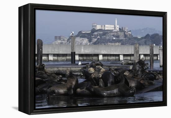 Californian Sealions (Zalophus Californianus) with Alcatraz in Background-Suzi Eszterhas-Framed Premier Image Canvas