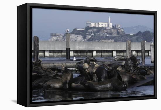 Californian Sealions (Zalophus Californianus) with Alcatraz in Background-Suzi Eszterhas-Framed Premier Image Canvas