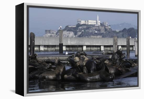 Californian Sealions (Zalophus Californianus) with Alcatraz in Background-Suzi Eszterhas-Framed Premier Image Canvas