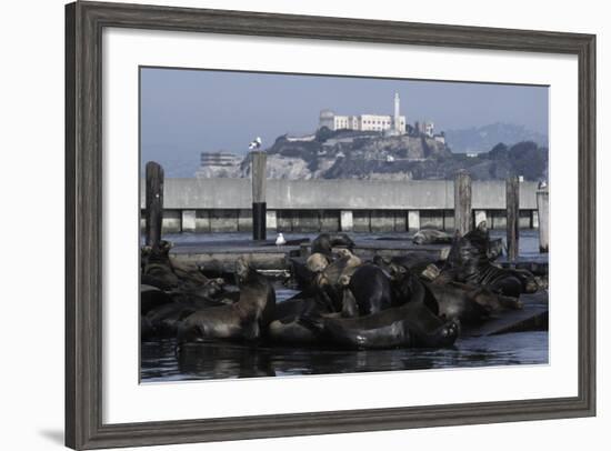 Californian Sealions (Zalophus Californianus) with Alcatraz in Background-Suzi Eszterhas-Framed Photographic Print