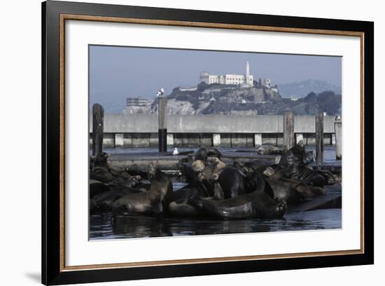 Californian Sealions (Zalophus Californianus) with Alcatraz in Background-Suzi Eszterhas-Framed Photographic Print