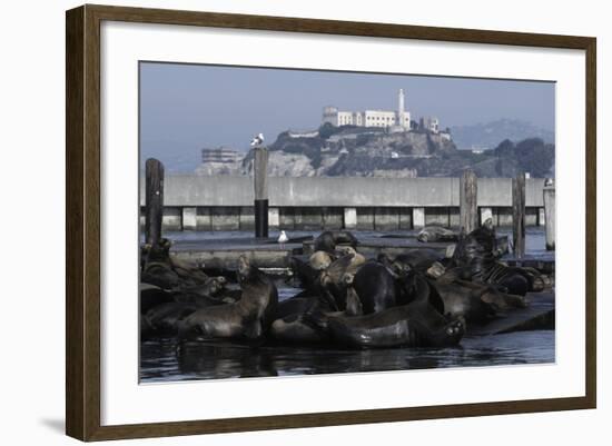 Californian Sealions (Zalophus Californianus) with Alcatraz in Background-Suzi Eszterhas-Framed Photographic Print