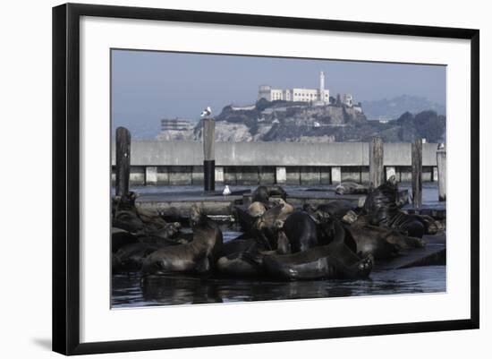 Californian Sealions (Zalophus Californianus) with Alcatraz in Background-Suzi Eszterhas-Framed Photographic Print