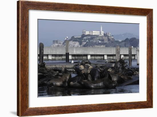 Californian Sealions (Zalophus Californianus) with Alcatraz in Background-Suzi Eszterhas-Framed Photographic Print