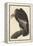 Californian Vulture, 1838-John James Audubon-Framed Premier Image Canvas