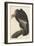 Californian Vulture, 1838-John James Audubon-Framed Giclee Print