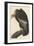 Californian Vulture, 1838-John James Audubon-Framed Giclee Print