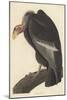 Californian Vulture, 1838-John James Audubon-Mounted Giclee Print