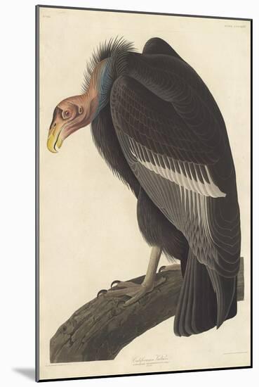 Californian Vulture, 1838-John James Audubon-Mounted Giclee Print