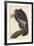 Californian Vulture, 1838-John James Audubon-Framed Giclee Print