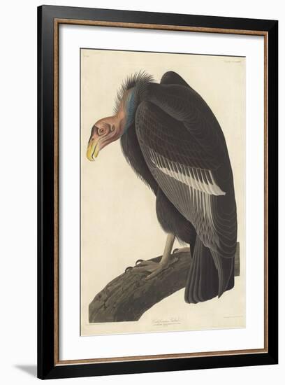 Californian Vulture, 1838-John James Audubon-Framed Giclee Print