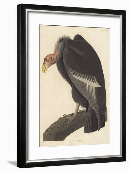 Californian Vulture, 1838-John James Audubon-Framed Giclee Print