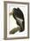 Californian Vulture, Old Male, 1838-John James Audubon-Framed Giclee Print