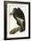 Californian Vulture, Old Male, 1838-John James Audubon-Framed Giclee Print