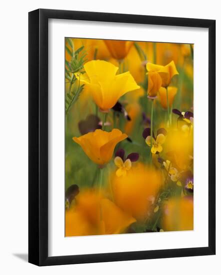 Californina Poppies, USA-Adam Jones-Framed Photographic Print