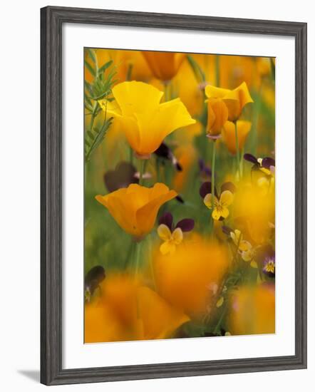 Californina Poppies, USA-Adam Jones-Framed Photographic Print