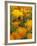 Californina Poppies, USA-Adam Jones-Framed Photographic Print