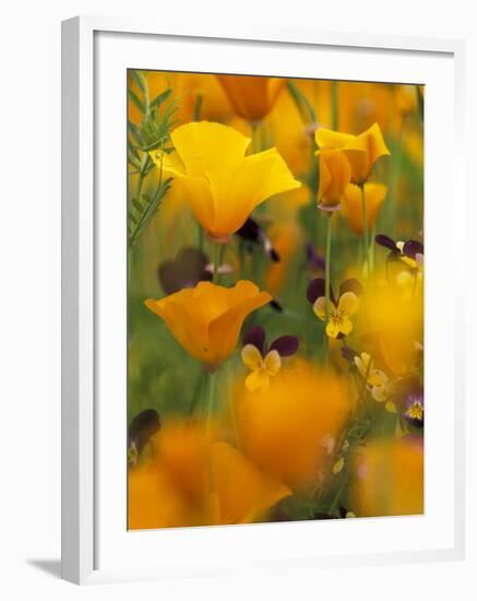 Californina Poppies, USA-Adam Jones-Framed Photographic Print