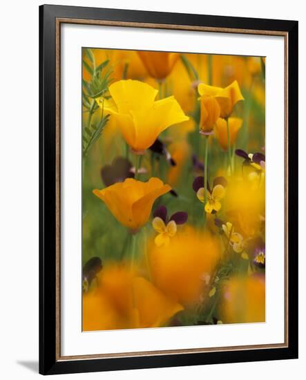 Californina Poppies, USA-Adam Jones-Framed Photographic Print