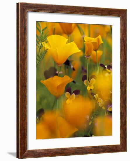 Californina Poppies, USA-Adam Jones-Framed Photographic Print