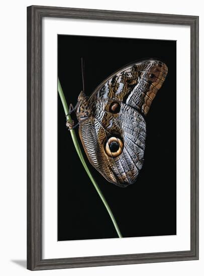 Caligo Idomeneus (Owl Butterfly)-Paul Starosta-Framed Photographic Print