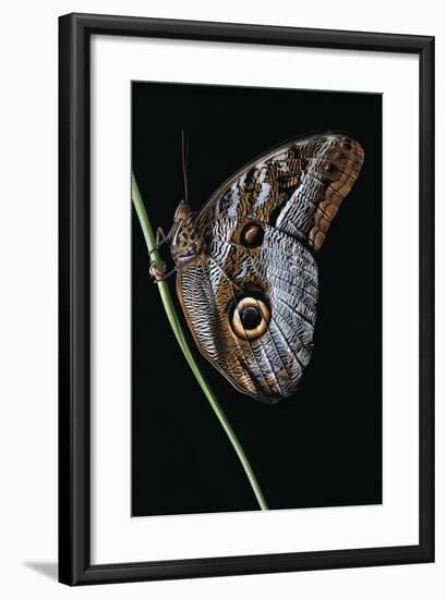 Caligo Idomeneus (Owl Butterfly)-Paul Starosta-Framed Photographic Print