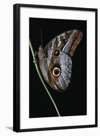 Caligo Idomeneus (Owl Butterfly)-Paul Starosta-Framed Photographic Print