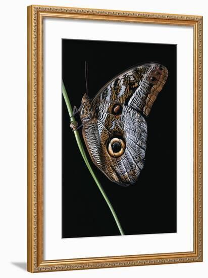 Caligo Idomeneus (Owl Butterfly)-Paul Starosta-Framed Photographic Print